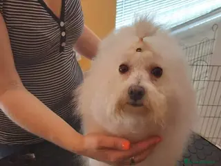 Bolognese cani Cuccioli di bolognese - Annuncio 22