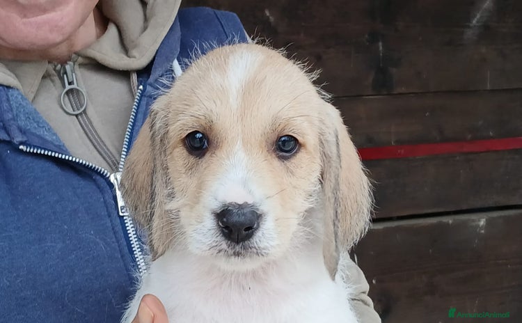 Meticcio cani - Annuncio 19