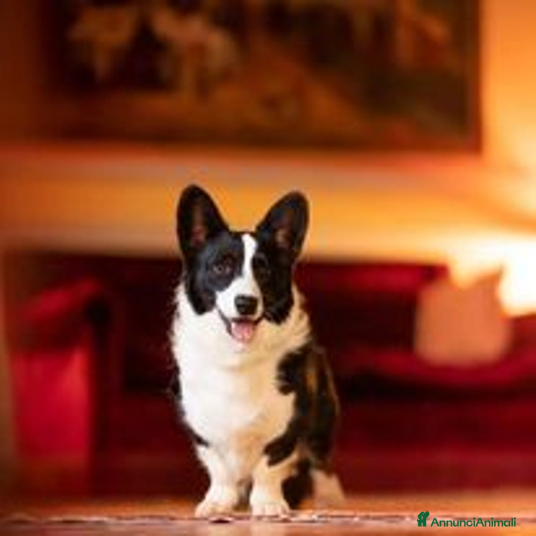 Corgi Cardigan cani in vendita: WELSH CORGI CARDIGAN - Annuncio 12