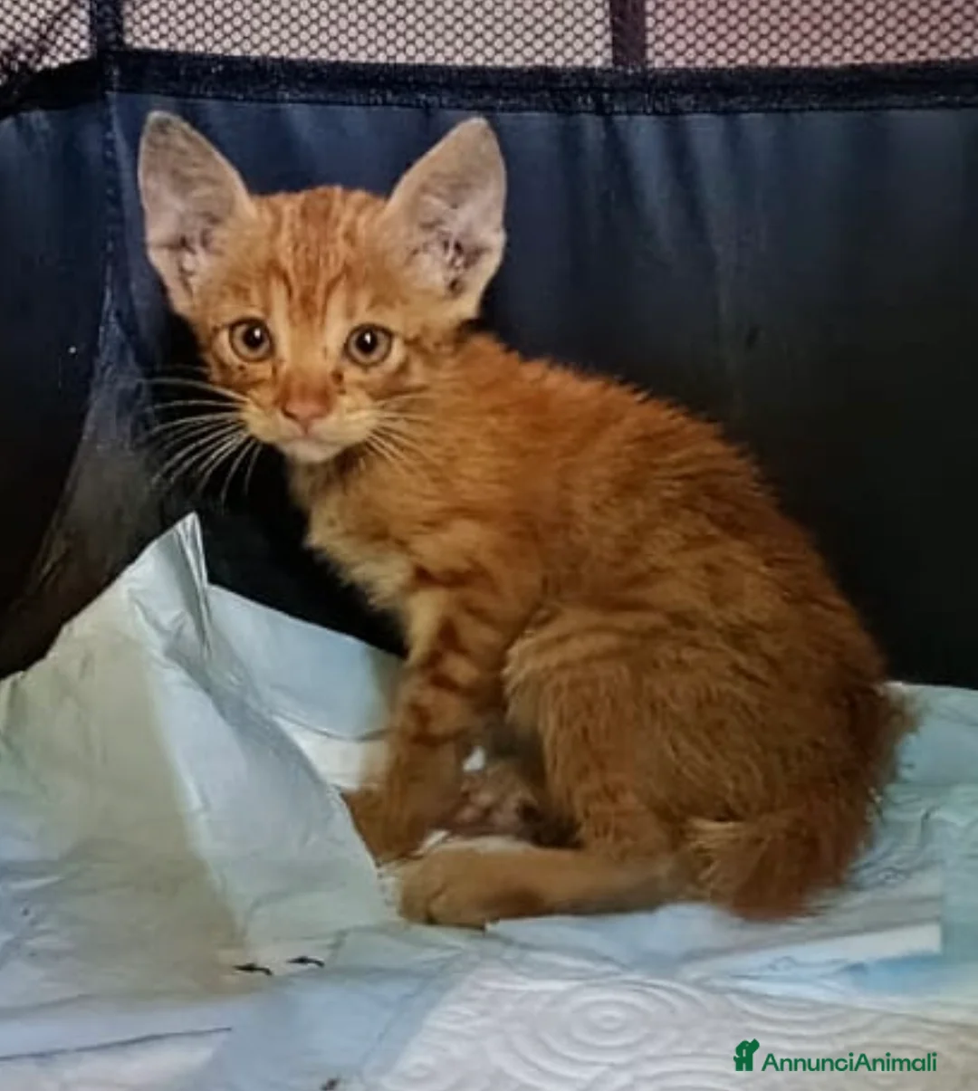 Europeo gatti in regalo: Titti micina rossa simil orientale - Annuncio 1