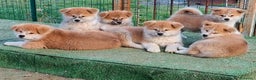 Akita Inu cani in vendita: CUCCIOLI AKITA INU  a Province of Monza and Brianza - Annuncio 11
