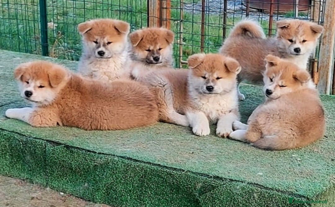 Akita Inu cani in vendita: CUCCIOLI AKITA INU  a Province of Monza and Brianza - Annuncio 11