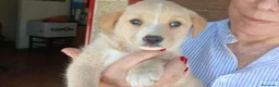 Meticcio cani in regalo: LA DOLCISSIMA VIOLA HA BISOGNO DI UNA CASA - Annuncio 4