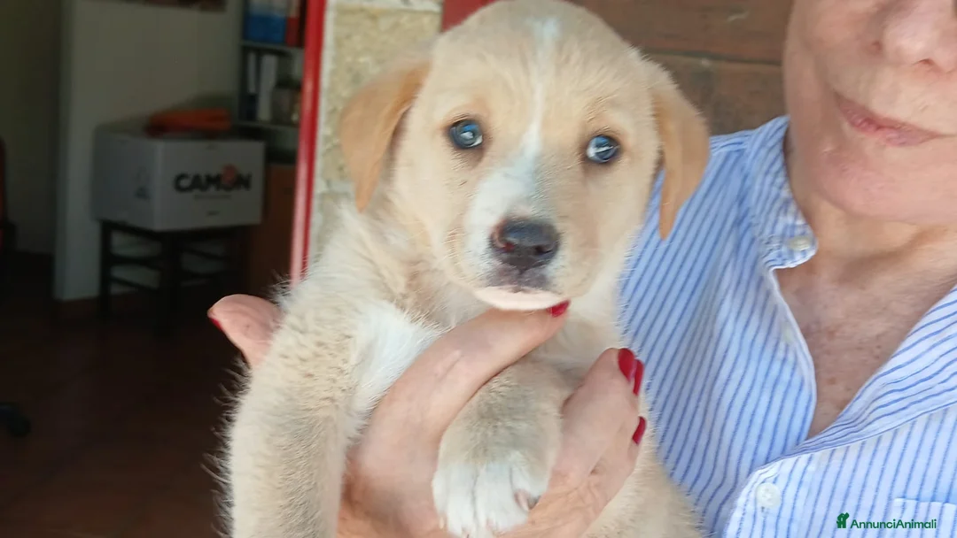 Meticcio cani in regalo: LA DOLCISSIMA VIOLA HA BISOGNO DI UNA CASA - Annuncio 4