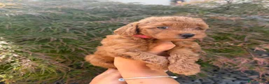 Barboncino 2