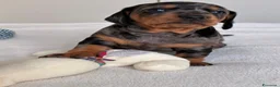 Bassotto cani in vendita: bassottina arlecchino  - Annuncio 15