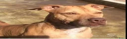 Pitbull cani in regalo: Pitbull adulta salita al nord e riscesa a NAPOLI - Annuncio 1