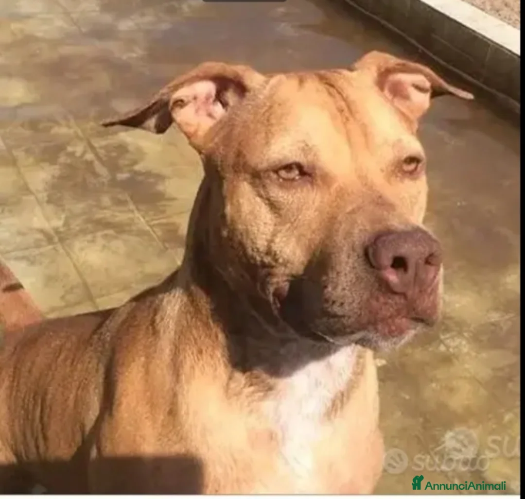 Pitbull cani in regalo: Pitbull adulta salita al nord e riscesa a NAPOLI - Annuncio 1
