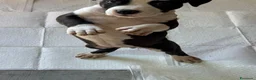 American Staffordshire cani in vendita: Cuccioli di amstaff  - Annuncio 3