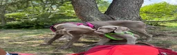 Weimaraner cani in vendita: Cucciolo di Weimaraner - Annuncio 3