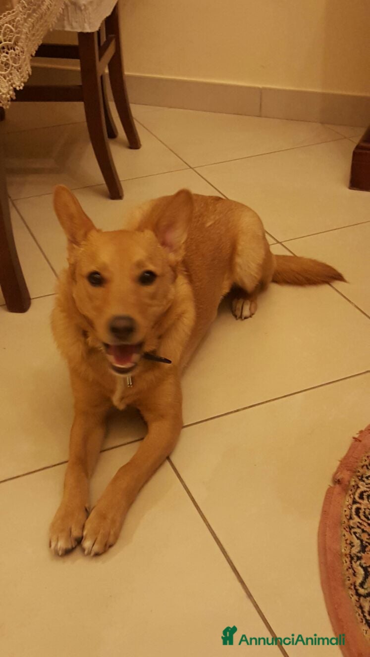 Meticcio cani Mara cerca casa - Annuncio 5