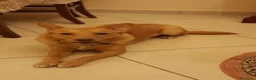 Meticcio cani in regalo: Mara cerca casa a Città Metropolitana di Napoli - Annuncio 1
