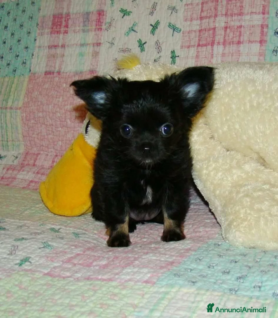 Chihuahua cani in vendita: Chihuahua pelo lungo cuccioli - Annuncio 4