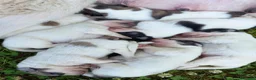 Cane da Montagna dei Pirenei cani in vendita: Cuccioli di Cane da Montagna dei Pirenei  - Annuncio 3