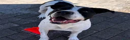 Meticcio cani in regalo: BLACK GENTILCANE - Annuncio 2