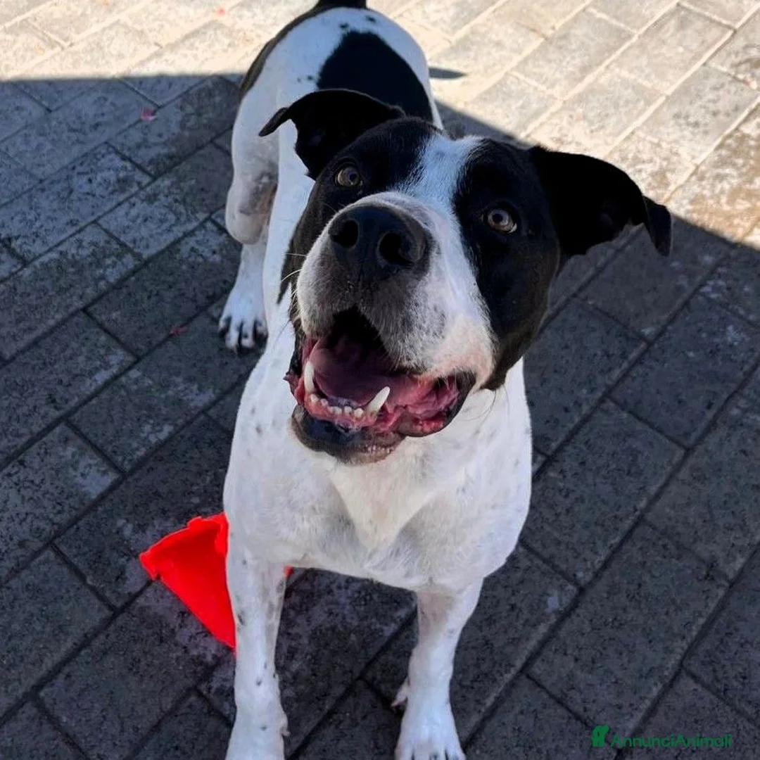 Meticcio cani in regalo: BLACK GENTILCANE - Annuncio 2
