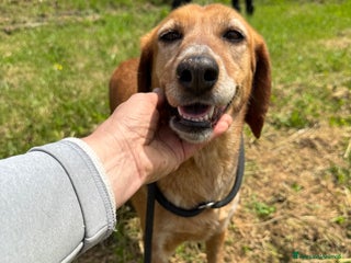 Meticcio cani Pia cagnolina affettuosa 6 anni 15kg - Annuncio 1