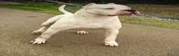 Dogo Argentino cani in vendita: CUCCIOLI DOGO ARGENTINO a Provincia di Verona - Annuncio 6