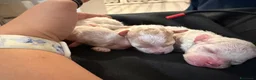 Meticcio cani in vendita: Vendo barboncini  a Città Metropolitana di Napoli - Annuncio 6