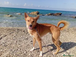 Meticcio cani NINO TAGLIA PICCOLA - Annuncio 12