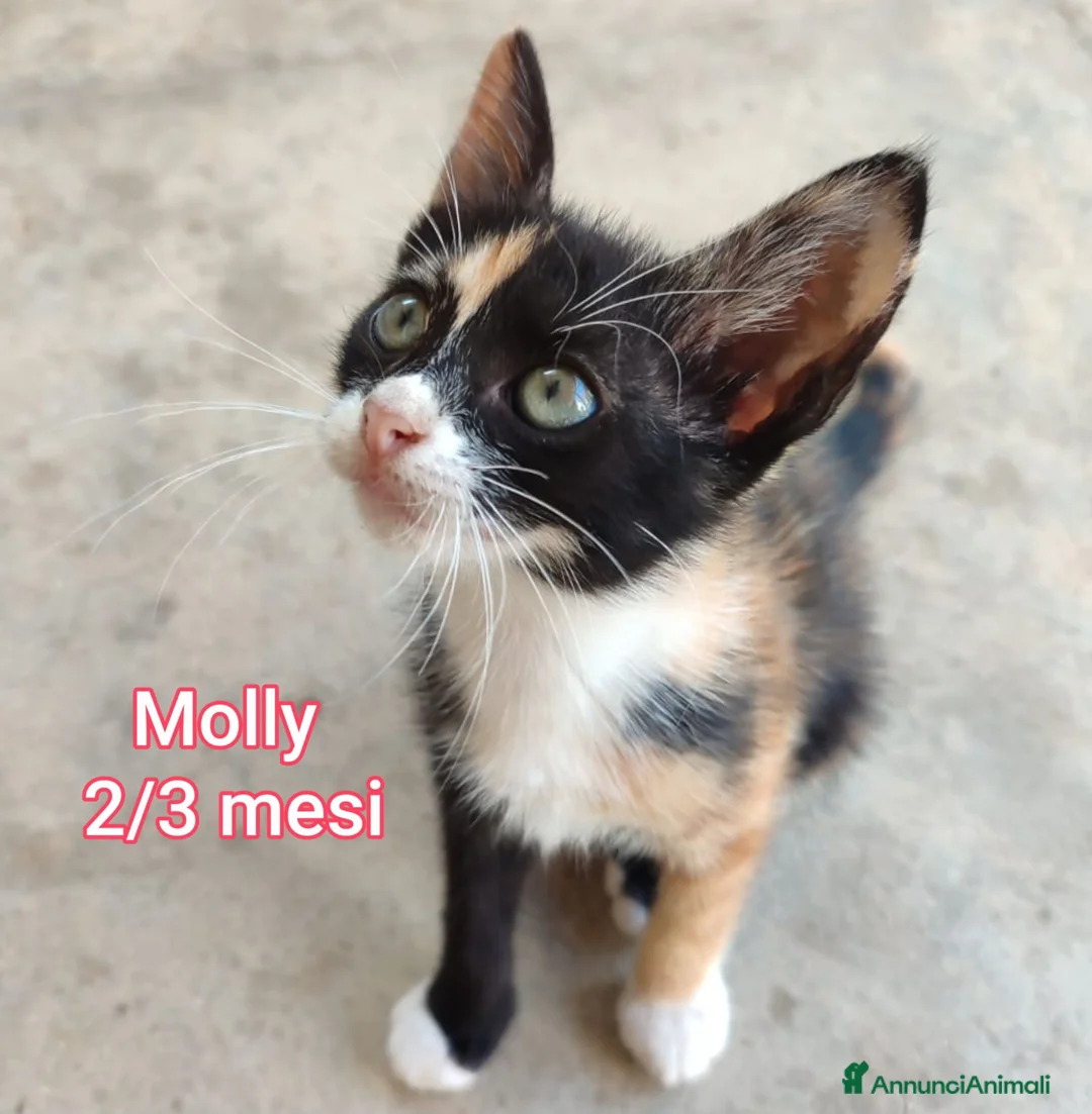 Altre razze gatti in regalo: GATTINI BISOGNOSI CERCANO ADOZIONE  a Città Metropolitana di Bologna - Annuncio 2
