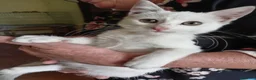 Europeo gatti in regalo: gattina cucciola bianca cerca casa🤍 - Annuncio 3
