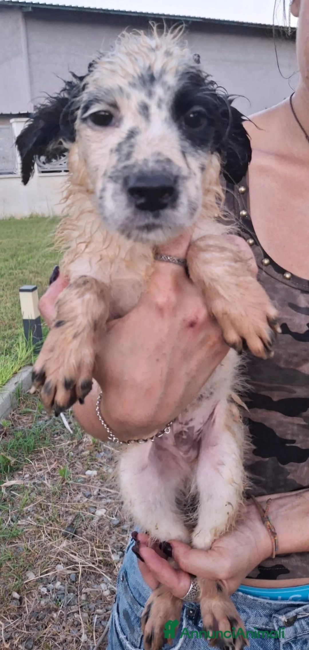 Meticcio cani in regalo: ROMOLO 💙QUEL MUSINO È IMPOSSIBILE DA DIMENTICARE! a Provincia di Padova - Annuncio 10