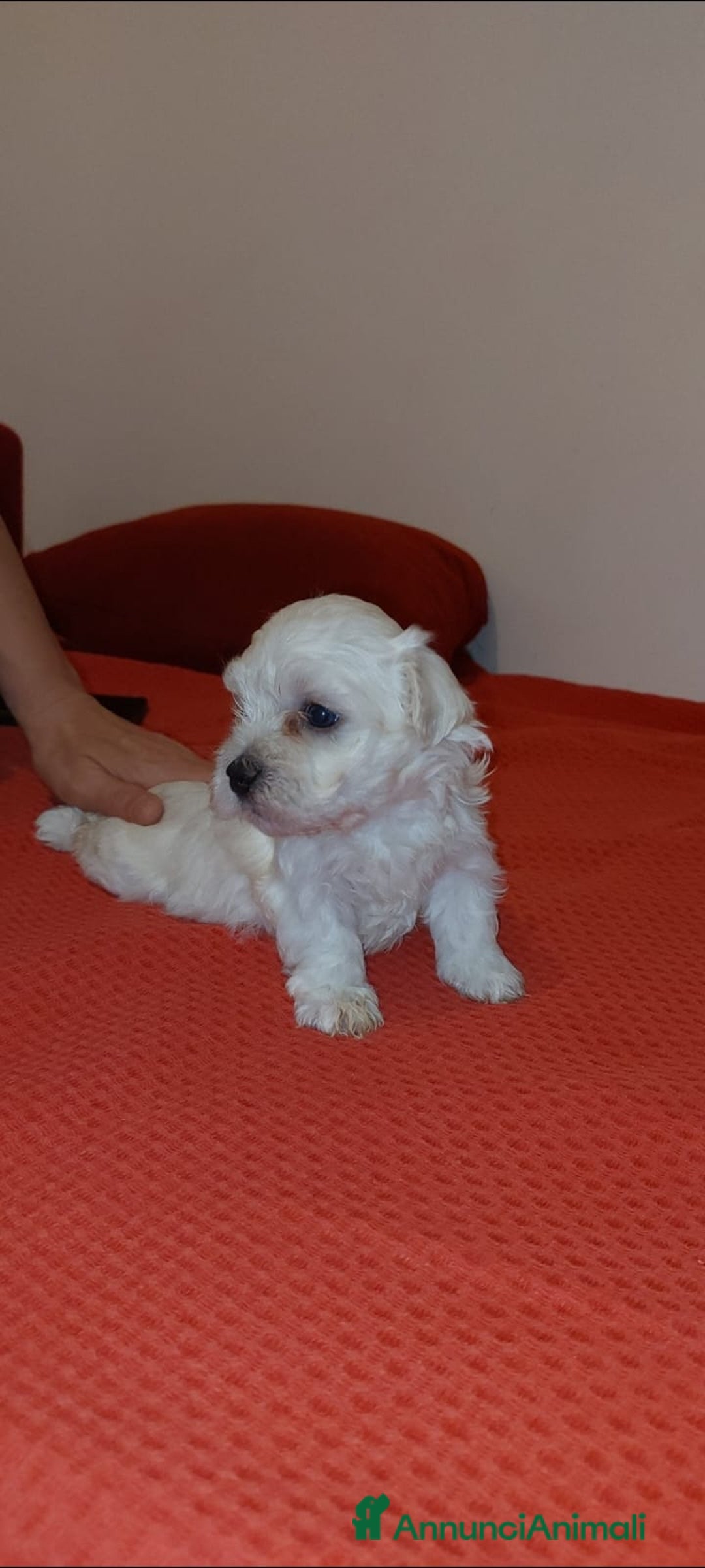 Bichon cani in vendita: 5 bellissimi cuccioli di Bichon Maltese - Immagine 5