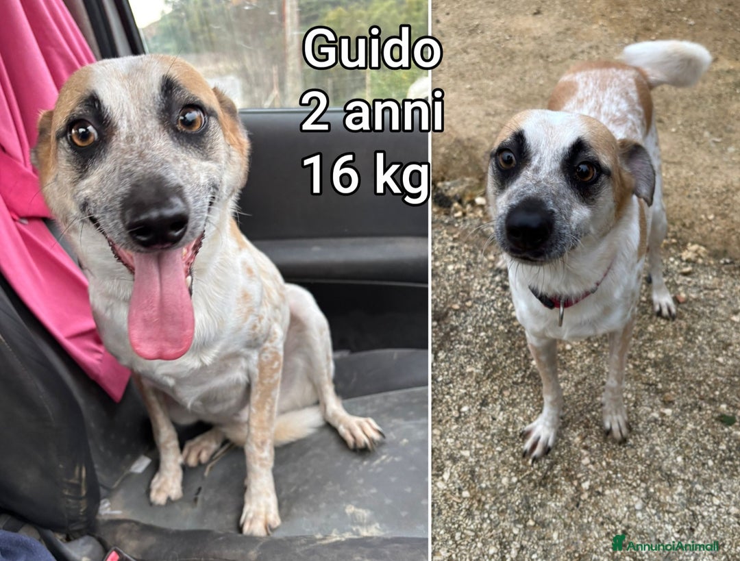 Meticcio cani in regalo: CANI DI TAGLIA PICCOLA E CONTENUTA! - Annuncio 4