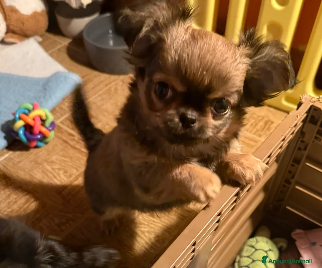 Chihuahua cani in vendita: Chihuahua mini - Annuncio 4