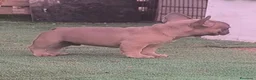 Bulldog Francese cani in vendita: Cuccioli di Bulldog francese - Annuncio 12