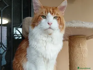 Maine Coon gatti Maine coon maschio per monta - Annuncio 5