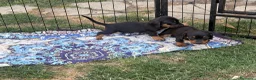 Bassotto cani in vendita: Bassotto - Annuncio 7