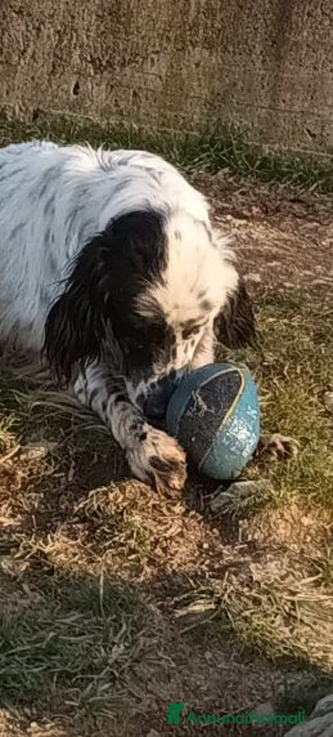 Setter Inglese cani in regalo: OTELLO adora l'acqua e giocare! Bravo - Annuncio 6