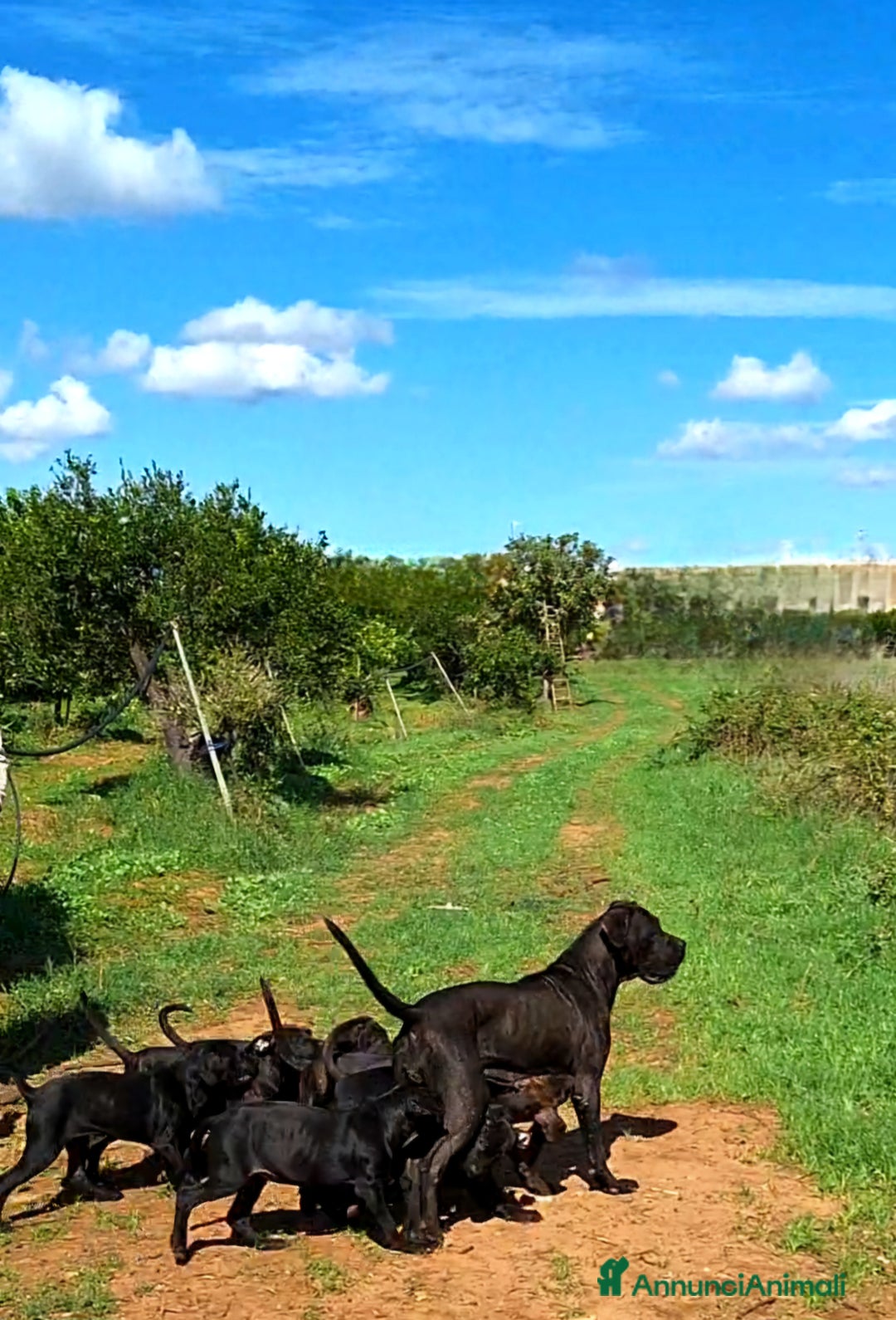 Cane Corso cani in vendita: Cuccioli cane corso - Annuncio 6