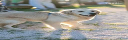 Golden Retriever cani in vendita: Golden retriver americano con pedigree enci a Città Metropolitana di Bari - Annuncio 4