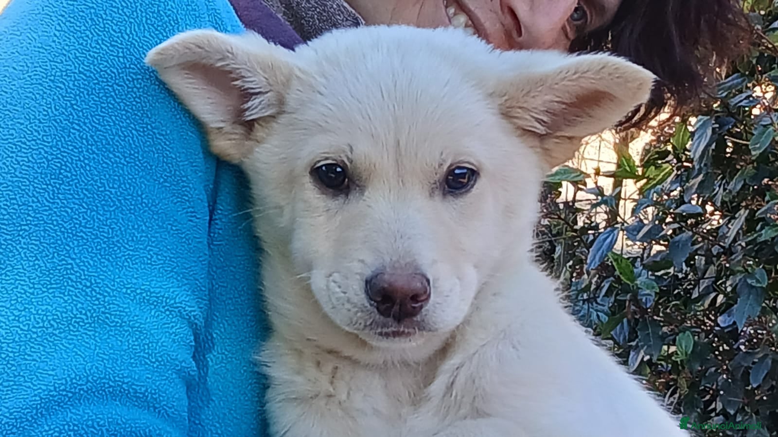 Meticcio cani FLORA HA BISOGNO DI UNA MAMMA E DI UN PAPA' - Annuncio 20