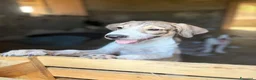 Meticcio cani in regalo: Leon e Byron 4mesi e 1/2 tg media SOS SIRACUSA - Annuncio 6