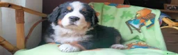 Bovaro del Bernese cani in vendita: Vendita cuccioli bovaro del bernese  - Annuncio 7