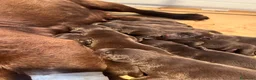 Labrador cani in vendita: Cuccioli di labrador chocolate - Annuncio 10