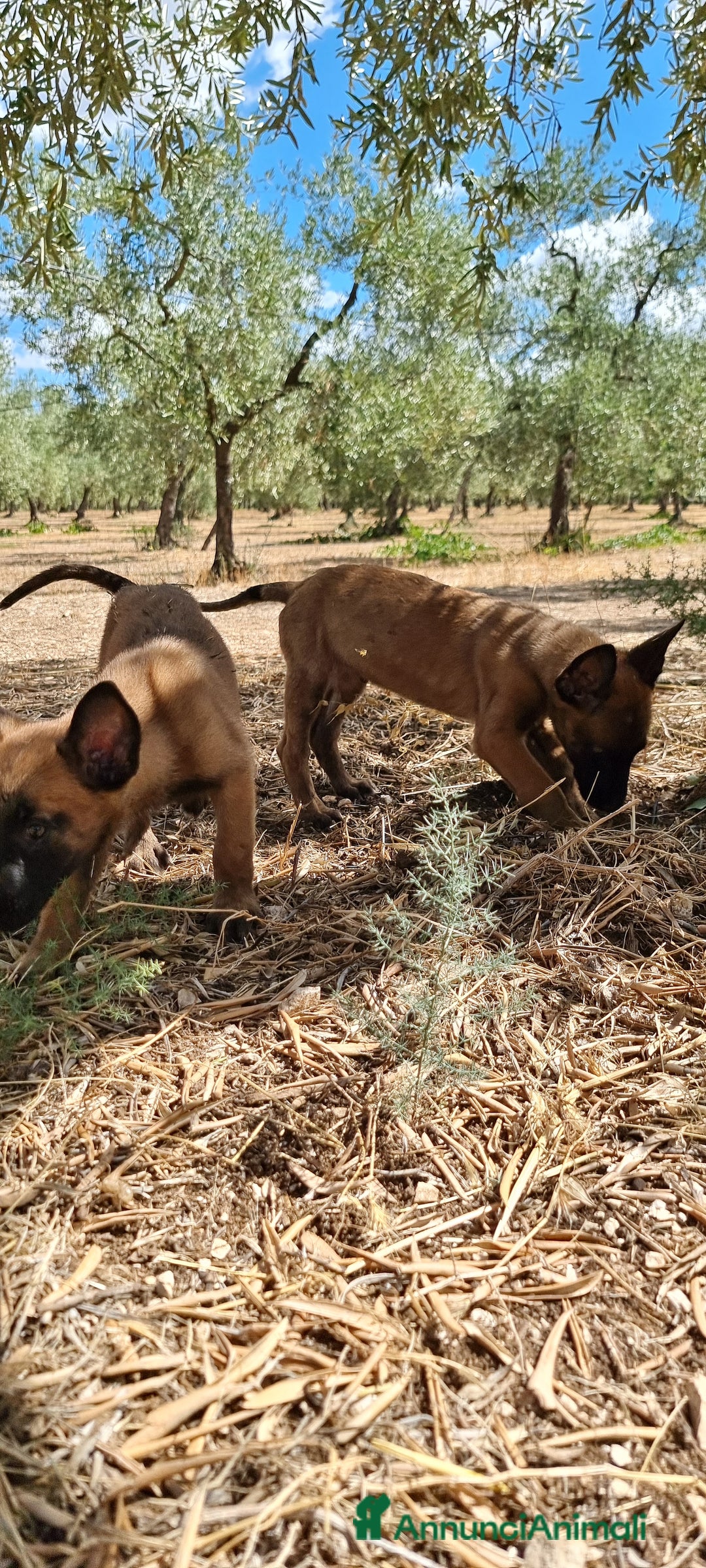 Pastore Belga cani in vendita: Cuccioli Pastore Belga Malinois Napoli Caserta - Annuncio 6