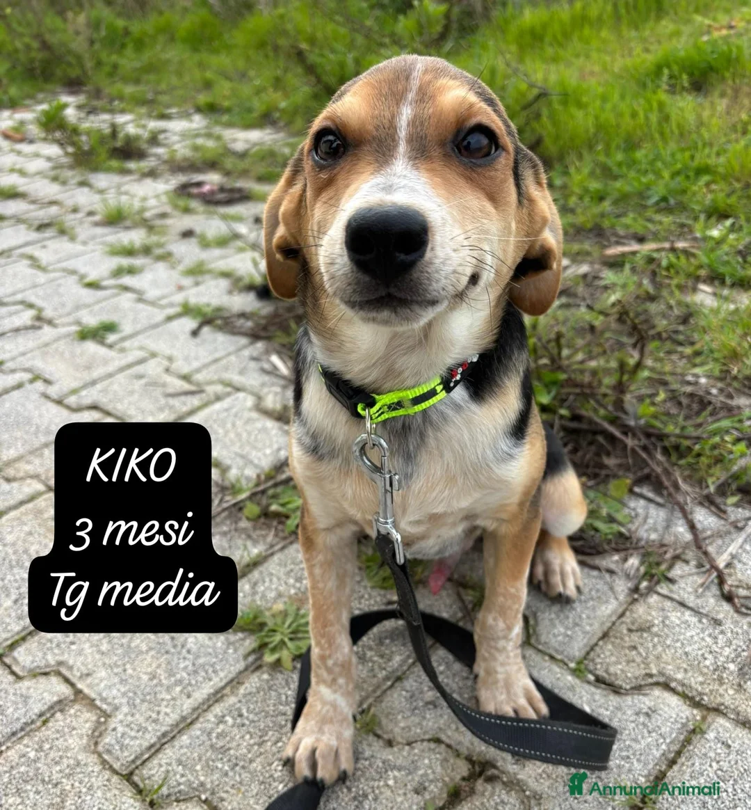 Meticcio cani in regalo: Meticci dimenticati da tutti  - Annuncio 6