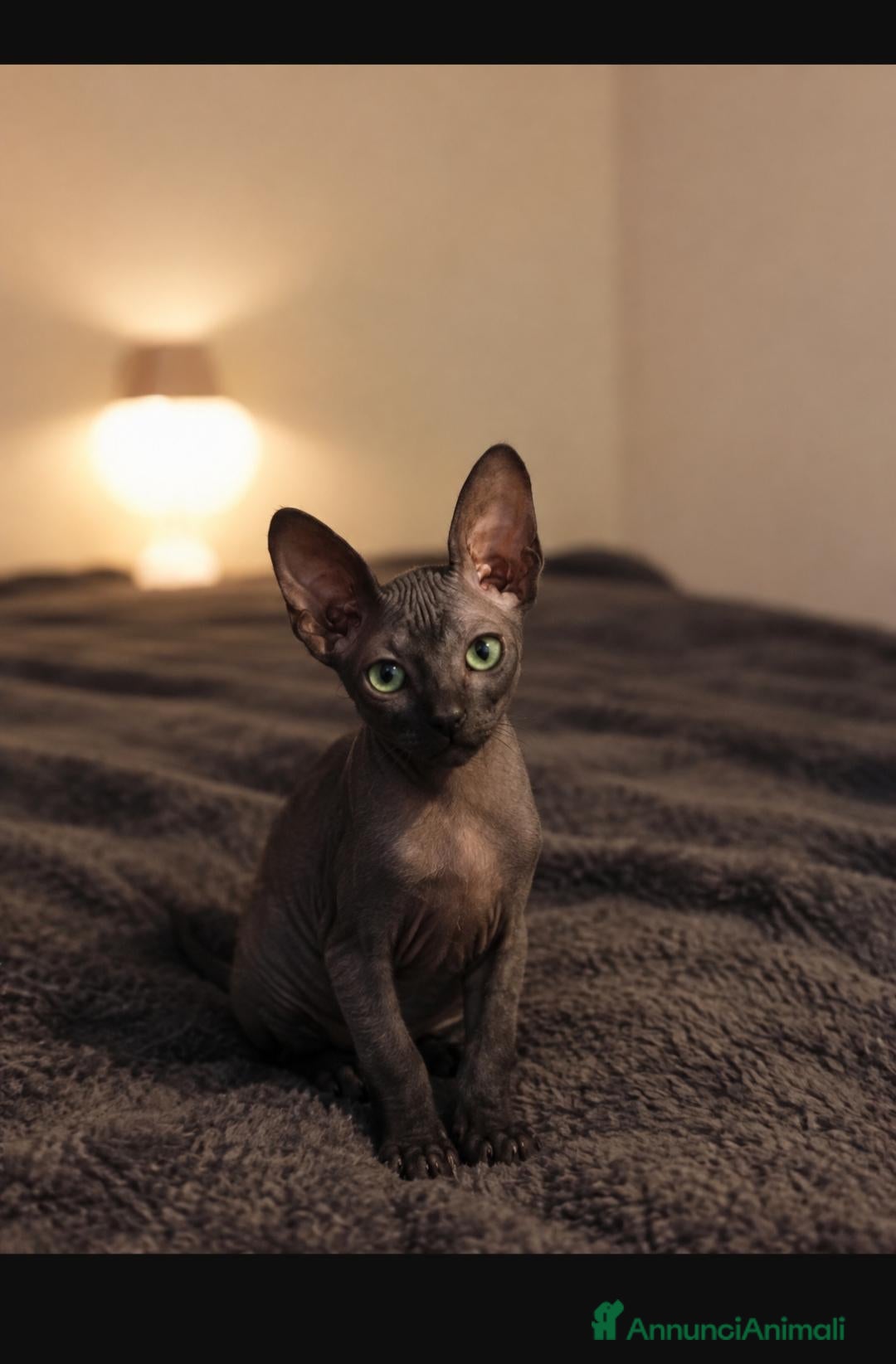 Sphynx gatti Sphynx cucciolo  - Annuncio 1