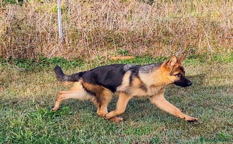 Pastore Tedesco cani - Annuncio 1