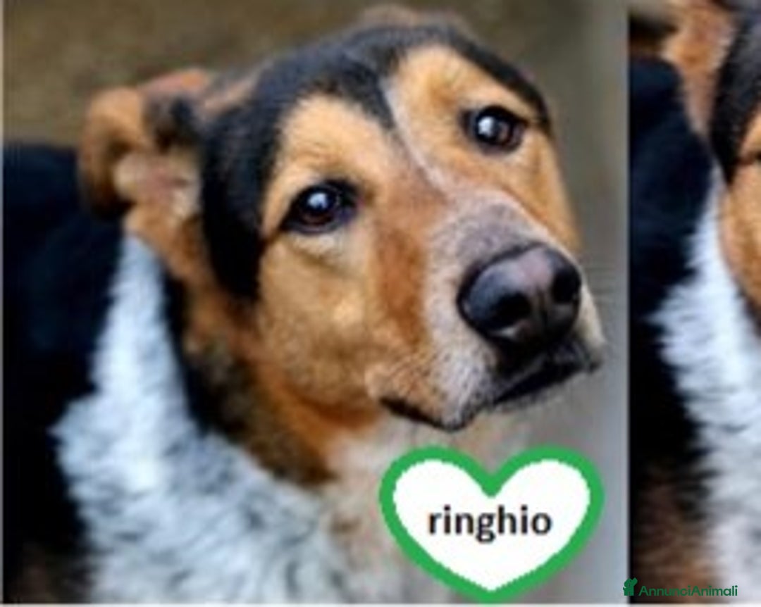 Meticcio cani in regalo: Ringhio, attende ancora la sua occasione! a Roma - Annuncio 2
