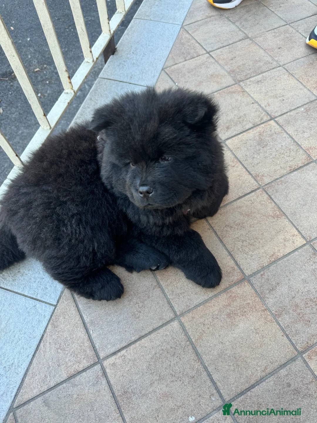 Chow Chow cani per accoppiamento: Chow chow maschio per monta  - Annuncio 10