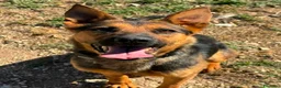 Meticcio cani in regalo: Pepita - Annuncio 3