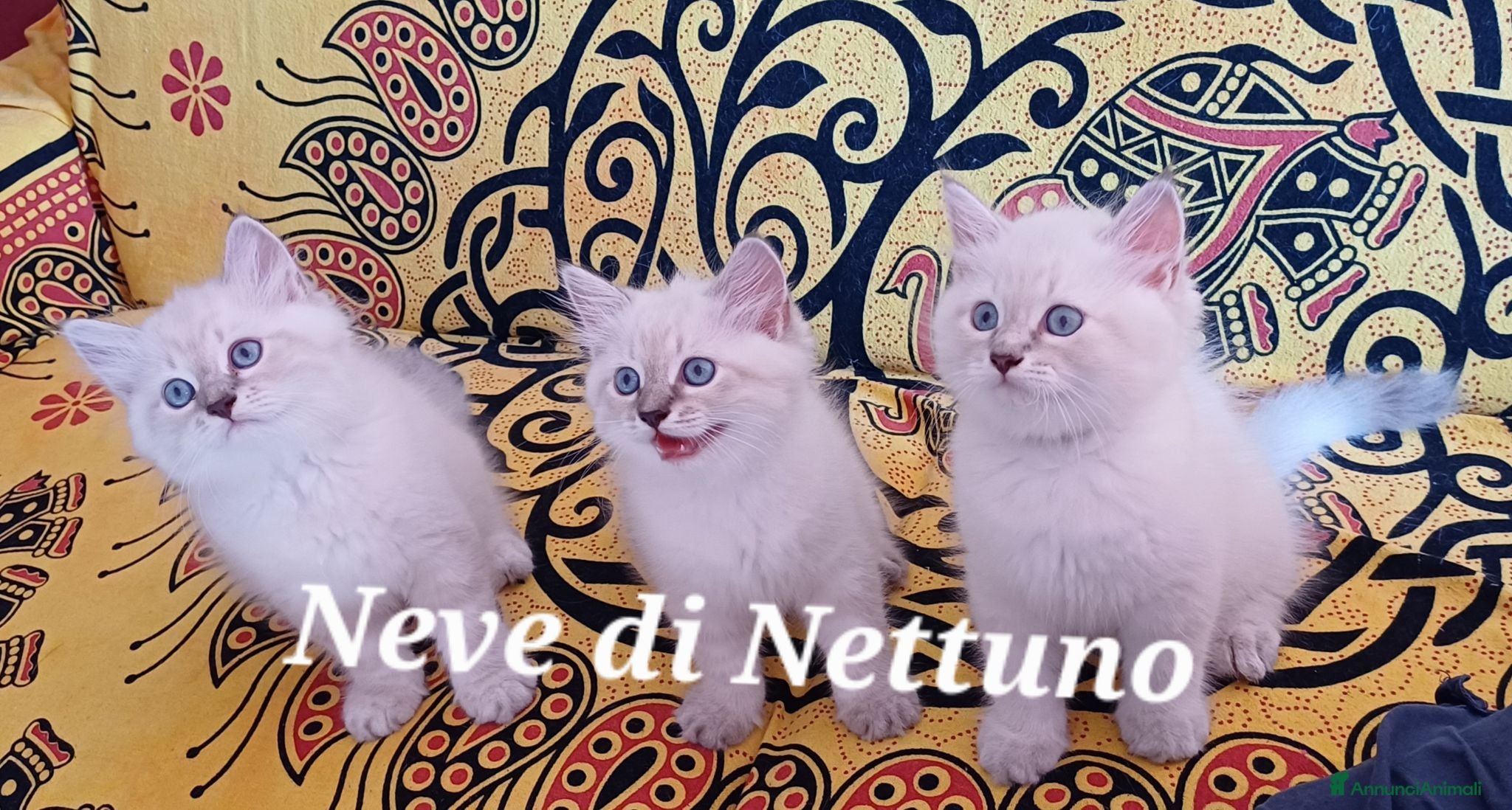 Siberiano gatti Cuccioli neva-masquerade disponibili - Annuncio 2