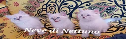 Siberiano gatti in vendita: Cuccioli neva-masquerade disponibili - Annuncio 1