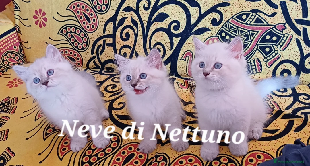 Siberiano gatti in vendita: Cuccioli neva-masquerade disponibili - Annuncio 1
